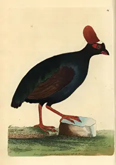 Shaw Prints: Crested wood-partridge, Rollulus rouloul Near threatened