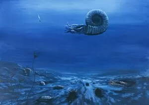Ammonite Gallery: Cretaceous chalk seafloor