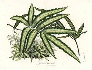 Albo Gallery: Cretan brake fern, Pteris cretica