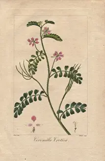 Mordantdelaunay Prints: Cretan crownvetch, Securigera cretica