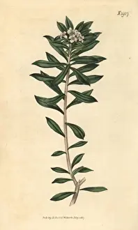 Daphne Prints: Cretan daphne, Daphne oleoides