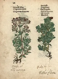 Pirate Prints: Cretan oregano, Origanum onites, and wild