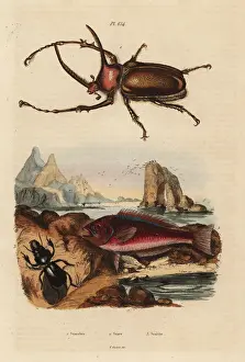 Dictionnaire Prints: Cretan scar-fish and beetles