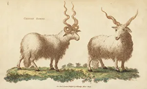 Kearsley Prints: Cretan sheep, Ovis aries strepsiceros