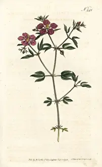 Sansom Prints: Cretian fagonia, Fagonia cretica