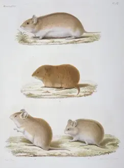 Hamster Prints: Cricetinae (subfamily), dwarf hamster
