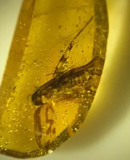 Miocene Gallery: Cricket in amber