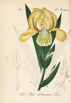 Crimean iris, Iris lutescens
