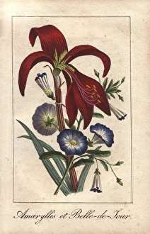 Florist Gallery: Crimson amaryllis and dwarf morning glory