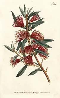 Sydenham Prints: Crimson bottlebrush, Callistemon citrinus