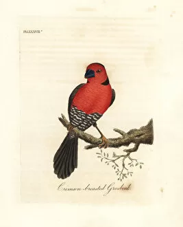 Latham Collection: Crimson-breasted grosbeak