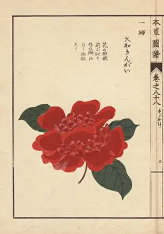 Honzo Prints: Crimson camellia, Daiwa sangai, Thea japonica Nois