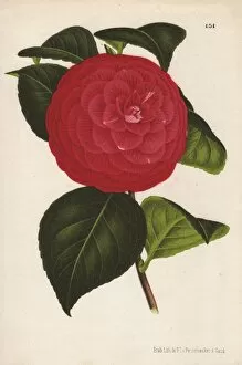 Hybrid Gallery: Crimson camellia hybrid, Marchesa Davia, Thea japonica