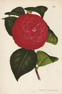 Crimson camellia hybrid, Marchesa Davia, Thea japonica