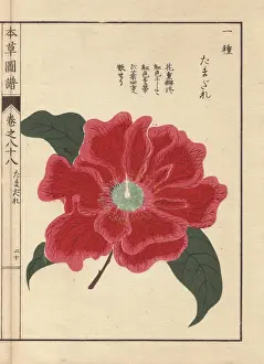 Honzo Prints: Crimson camellia, Tamagure, Thea japonica Nois