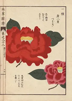 Honzo Prints: Crimson camellia, Touyahe tsubaki, Thea japonica
