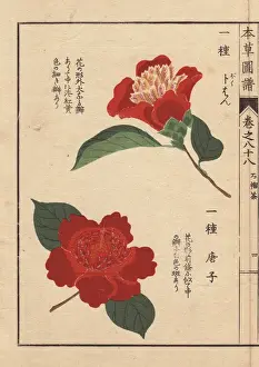 Honzo Prints: Crimson camellias, Bokuhan and Karako, Thea