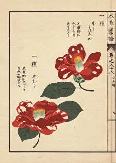Honzo Prints: Crimson camellias, Hoshikure naru and Shishimura