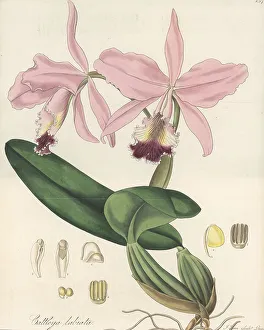 South America Prints: Crimson cattleya orchid, Cattleya labiata
