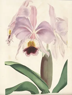 Brazil Prints: Crimson cattleya orchid, Cattleya labiata