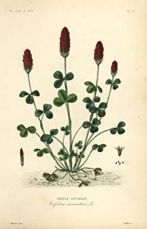 Crimson Collection: Crimson clover or Italian clover, Trifolium incarnatum