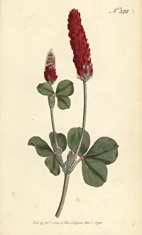 Crimson clover, Trifolium incarnatum