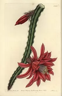 Hybrid Gallery: Crimson creeping cereus, Cactus speciosissimus