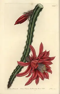 Hybrid Prints: Crimson creeping cereus, Cactus speciosissimus