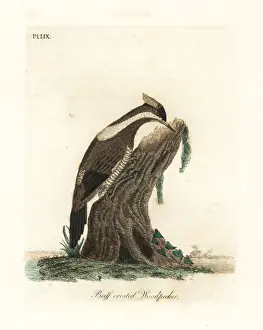 Leverian Prints: Crimson-crested woodpecker, Campephilus melanoleucos