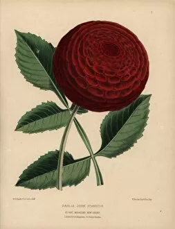 Standish Collection: Crimson dahlia hybrid, John Standish