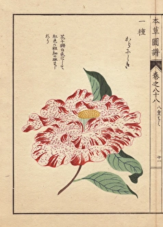 Crimson-flecked white camellia, Kara nishiki Crimson-flecked white camellia, Kara nishiki