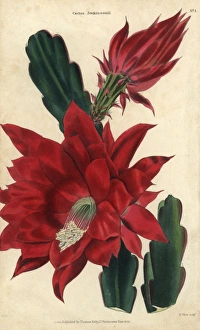 Crimson-flowered cactus, Disocactus jenkinsonii Crimson-flowered cactus, Disocactus jenkinsonii