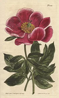Crimson-flowered peony, a native of the Levant