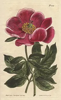 Sydenham Prints: Crimson-flowered peony, a native of the Levant