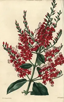 Mcintosh Prints: Crimson flowered purple Combretum purpureum