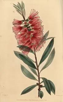 Mcintosh Prints: Crimson flowered showy, Metrosideros speciosus