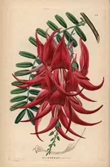 Crimson Collection: Crimson glory pea, Clianthus puniceus