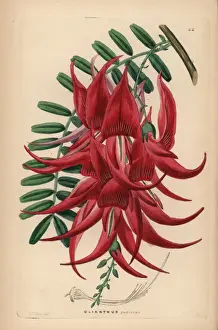 Crimson Prints: Crimson glory pea, Clianthus puniceus