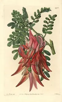 Crimson glory-pea or kaka beak, Clianthus puniceus