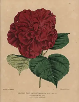 Sinensis Prints: Crimson hibiscus variety, Hibiscus rosa sinensis