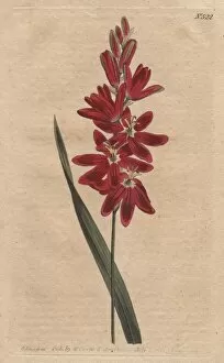 Spreading Gallery: Crimson ixia or spreading-flower d ixia with