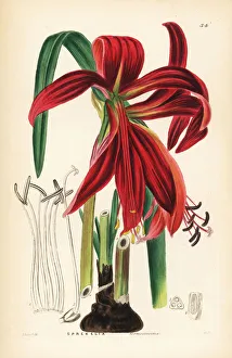 Ornamental Collection: Crimson Jacobean lily, Sprekelia formosissima