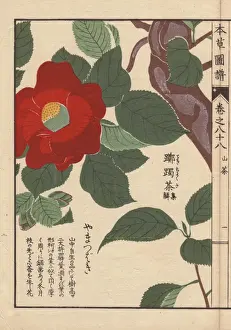 Camellia Prints: Crimson Japanese mountain camellia, Yama tsubaki