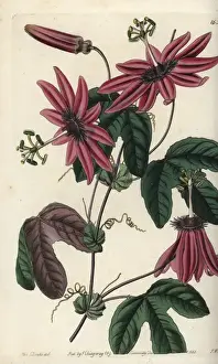 Sydenhamedwards Prints: Crimson passionflower, Passiflora kermesina