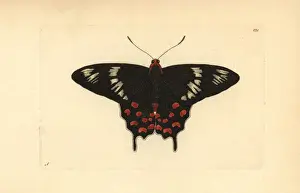 Crimson rose butterfly, Atrophaneura hector