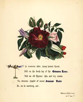 Crimson Rose (Midsummer Nights Dream)