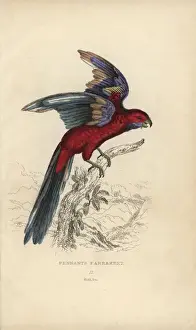 Parrakeet Prints: Crimson rosella, Platycercus elegans