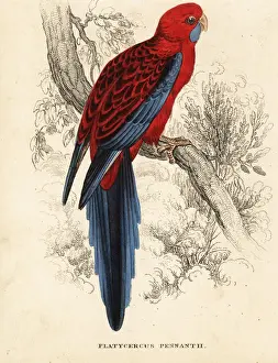 Crimson Prints: Crimson rosella, Platycercus elegans