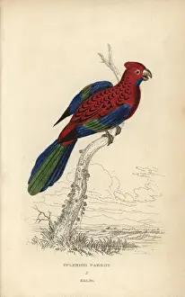 Psittacus Prints: Crimson rosella, Platycerus elegans
