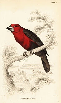 Poets Gallery: Crimson seedcracker, Pyrenestes sanguineus sanguineus